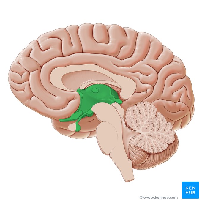 <p>Part of the nervous system, </p><p>complex structure, </p><p>composed of multiple elements (thalamus, hypothalamus, etc.)</p>
