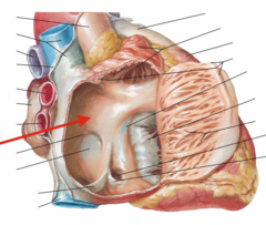 <p>identify the structure</p>