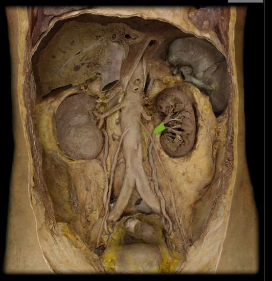 <p><span>Renal pelvis</span></p>