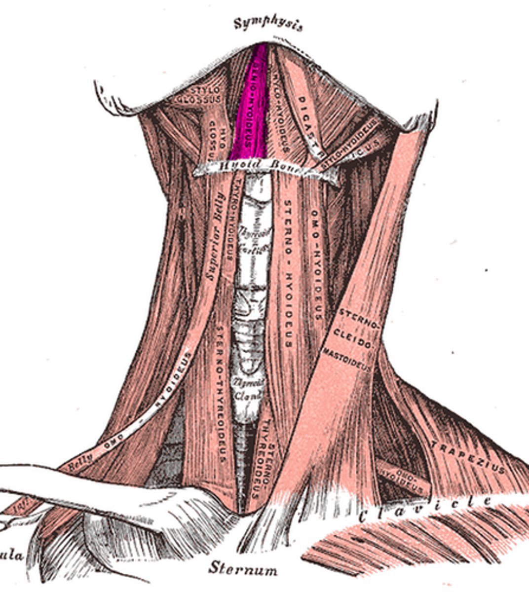 <p>Region: </p><p>Neck</p><p>Action: </p><p>Moves hyoid anteriorly </p><p>Innervation:</p><p>C1 via CN XII </p>