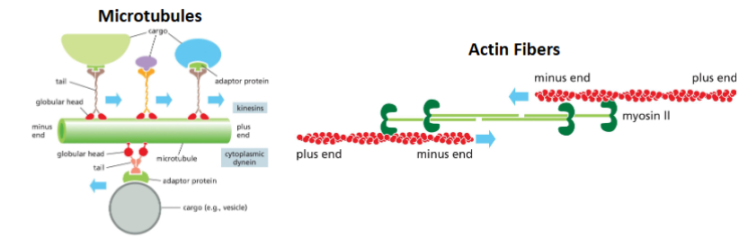 <p>There are no known motor proteins that move on intermediate filaments.</p><p>Suggest an explanation for this.</p>