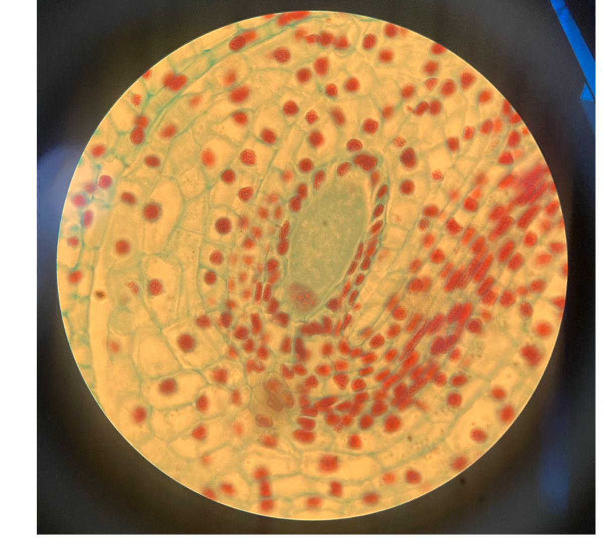 <p>is this a haploid or diploid?</p>