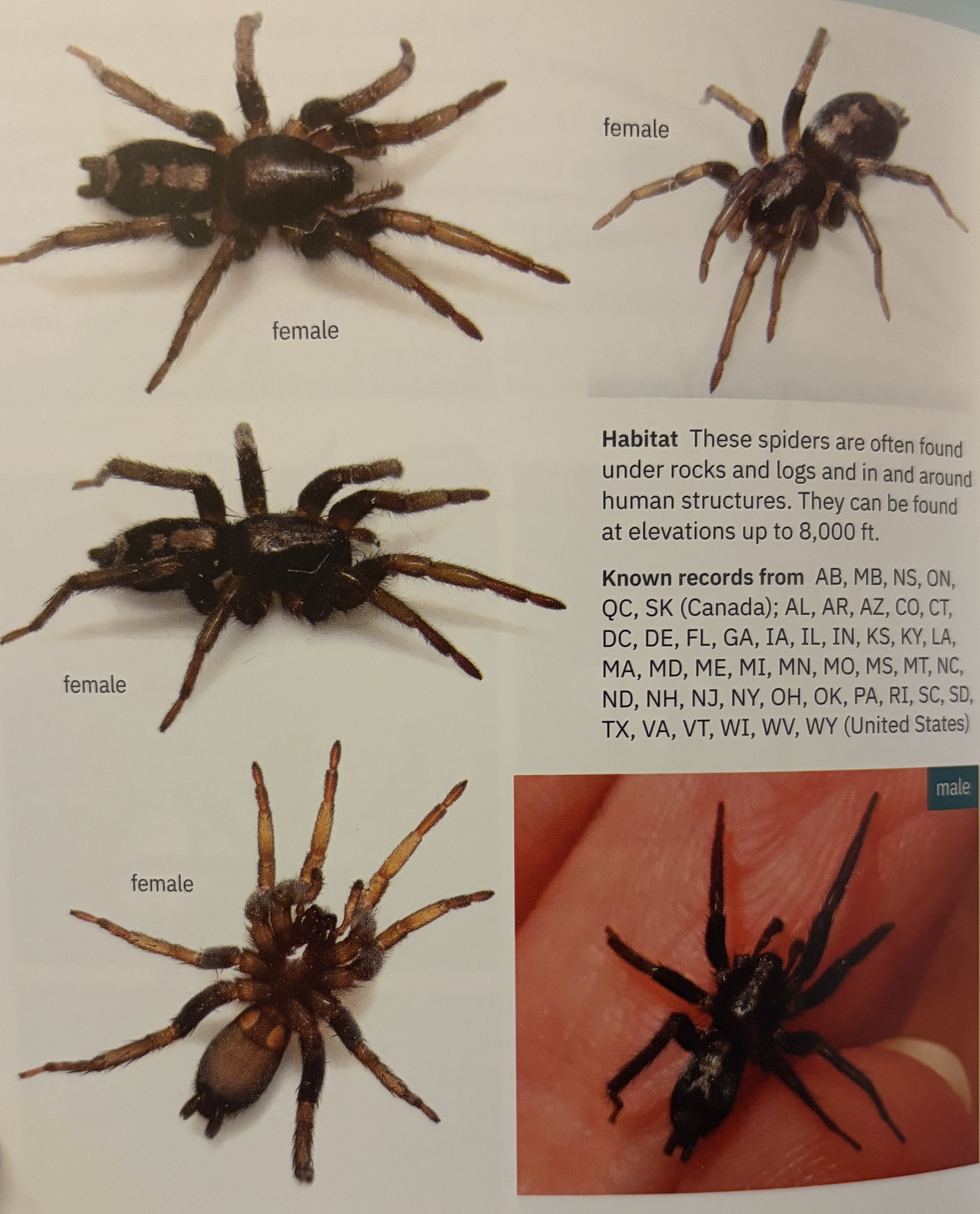 <p>Herpyllus ecclesiasticus - “eastern parson spider”</p><p>family: Gnaphosidae</p>