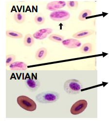 <p>What cell in chicken blood is 2?</p>