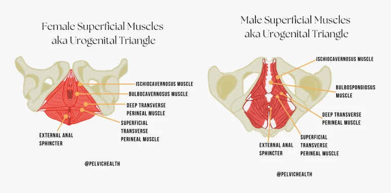 <ul><li><p>a bilateral  perineal muscle located in the superficial perineal space of the urogenital triangle</p></li><li><p>extends between the ischium of the hip bone and the crura of the penis or clitoris</p></li><li><p>contraction helps to maintain penile/clitoral erections during sexual arousal and intercourse</p></li></ul><p></p><p>origin → ischial tuberosity and ramus</p><p>insertion → crus of penis or clitoris</p><p>action → pushes blood from root of clitoris/penis to body (maintains erection of penis/clitoris)</p><p>innervation → deep branch of perineal nerve (of pudendal nerve (S2-S4)</p><p>blood supply → perineal artery</p>