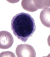 <p>which part of blood cells are shown?</p>