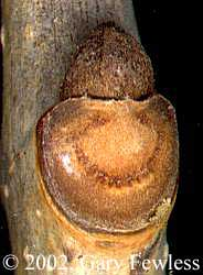 <p>Fraxinus pennsylvanica</p>
