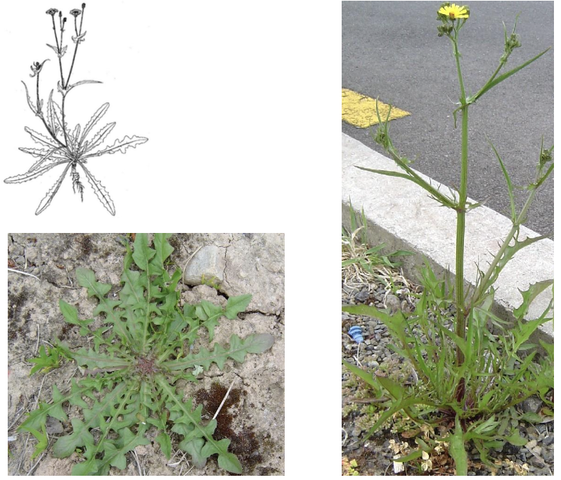 <p><strong>Plant family:</strong> Asteraceae<br><strong>Life cycle:</strong> Annual to biennial<br><strong>Key persistence / spread:</strong> Seed<br><strong>Farming systems:</strong> Pastures, arable land</p><p><strong> How to identify</strong></p><p>It begins as a basal rosette similar to dandelion or catsear but soon develops upright, branched flowering stems with leaves present along the stem.</p><p>Leaves are thinner and less bristly than catsear and less deeply lobed than dandelion. Stem leaves clasp slightly but not strongly.</p><p>Flower heads are yellow and smaller than dandelion, produced in clusters rather than singly. Stems are solid, not hollow.</p><p>The presence of leaves on flowering stems is the most important distinguishing feature.</p>