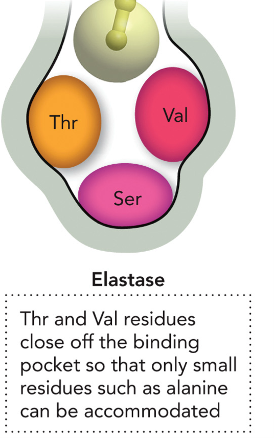 <p>Thr and Val residues close off binding pocket so that only small residues such as alanine can be accommodated. Ser at the bottom.</p>