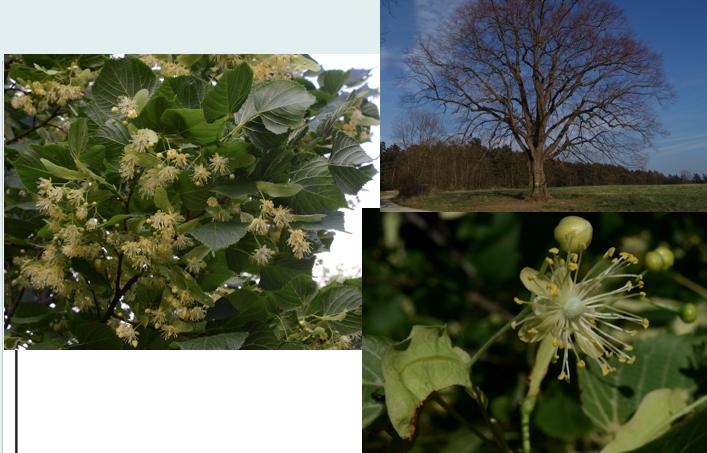 <p><span><strong>Malvaceae</strong></span></p>