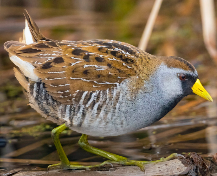 <p>What bird is this? </p>