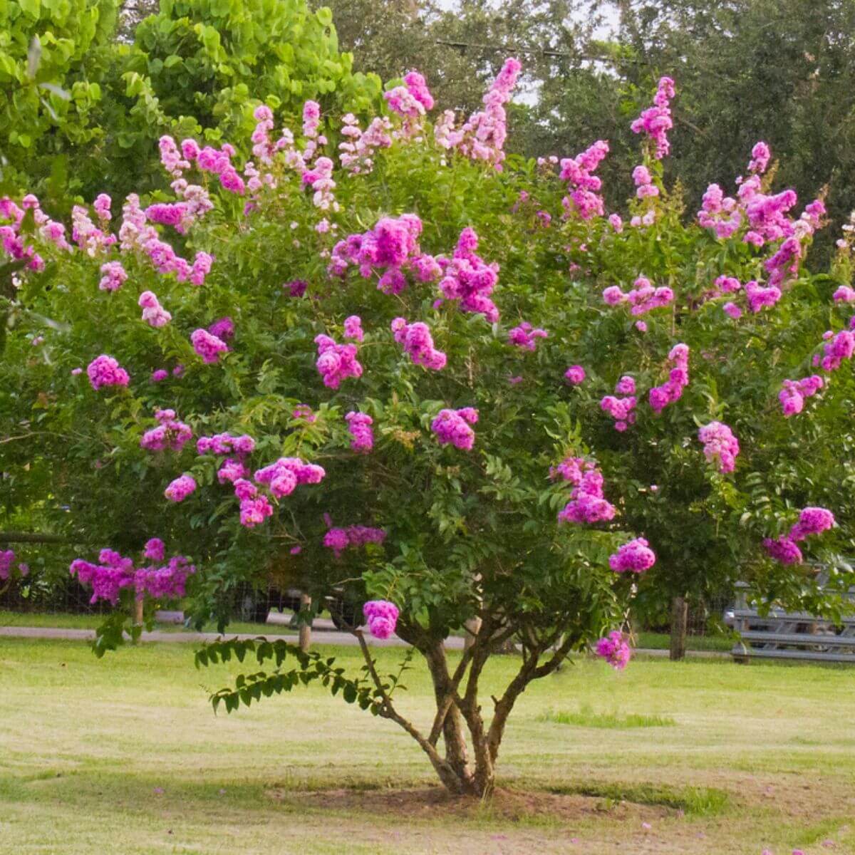 <p><em>Lagerstroemia indica</em></p>