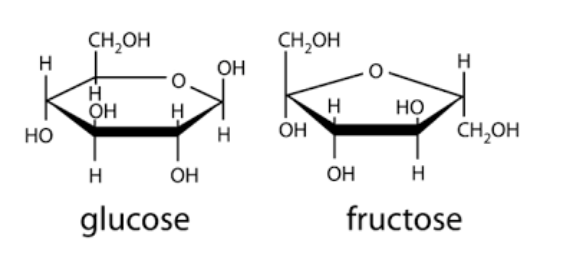 <p>immediate energy, energy storage, structure, transport of sugar</p>