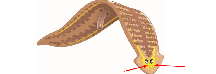 <p>what ? define?</p>