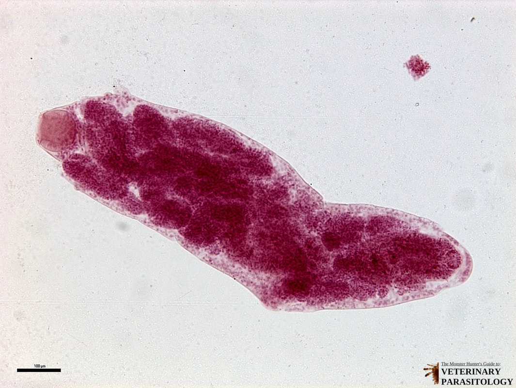 <p>Fasciola hepatica, infected snail tissue (sporocysts containing developing rediae). [This may not be on practical - demo slide]</p>