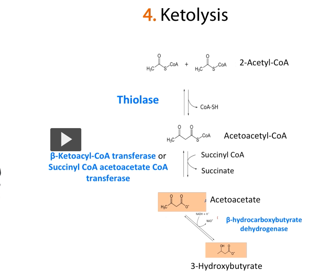 <p><u>Ketolysis continued</u></p><p>This process is depicted here. depending on what ketone body enters the cell, if it’s <strong>3-hydrobutarate</strong> or<strong> aceto-acetate</strong> that have to be <strong>interconverted</strong> as we saw in the previous slide.</p><ol start="2"><li><p>Then the <strong>aceto-acetate</strong> has to be <strong>converted </strong>into <strong>acetoacetyl-CoA </strong>(though the enzyme <strong>Succinyl-CoA acetoacetate</strong> CoA transferase) and it’s <strong>helped</strong> by the <strong>Succinyl-CoA molecule</strong>.</p></li></ol><p><span><strong>Succinyl-CoA ketolysis</strong> is </span><mark data-color="rgba(0, 0, 0, 0)" style="background-color: rgba(0, 0, 0, 0); color: inherit;">a crucial metabolic pathway in peripheral tissues (brain, kidney, muscle) that </mark><strong><mark data-color="rgba(0, 0, 0, 0)" style="background-color: rgba(0, 0, 0, 0); color: inherit;">converts ketone bodies (acetoacetate)</mark></strong><mark data-color="rgba(0, 0, 0, 0)" style="background-color: rgba(0, 0, 0, 0); color: inherit;"> back into </mark><strong><mark data-color="rgba(0, 0, 0, 0)" style="background-color: rgba(0, 0, 0, 0); color: inherit;">acetyl-CoA</mark></strong><mark data-color="rgba(0, 0, 0, 0)" style="background-color: rgba(0, 0, 0, 0); color: inherit;"> for ATP energy production, using </mark><strong><mark data-color="rgba(0, 0, 0, 0)" style="background-color: rgba(0, 0, 0, 0); color: inherit;">succinyl-CoA</mark></strong><mark data-color="rgba(0, 0, 0, 0)" style="background-color: rgba(0, 0, 0, 0); color: inherit;"> as a </mark><strong><mark data-color="rgba(0, 0, 0, 0)" style="background-color: rgba(0, 0, 0, 0); color: inherit;">CoA donor</mark></strong><span><strong>.</strong></span></p><ol start="2"><li><p><strong>acetoacetyl-CoA </strong>gets <strong>converted </strong>into <strong>2 molecules</strong> of <strong>acetyl-CoA</strong> through <strong>thiolase</strong></p></li><li><p><strong>2 acetyl-CoA </strong>goes into the <strong>Kreb’s Cycle</strong> in the <strong>mitochondria</strong> of the peripheral tissues</p></li></ol><p>-Therefore, <strong>organs</strong> and<strong> cells</strong> that <strong>don’t have mitochondria</strong> <strong>cannot do the kreb’s cycle </strong>and therefore <strong>cannot</strong> <strong>use ketone bodies</strong> as a<strong> source of energy</strong>. </p>