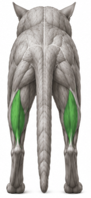 <p>What cat muscle is this?</p>