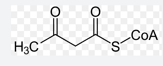 <ul><li><p>Reactant: 2 Acetyl CoA </p></li><li><p>Enzyme: Thiolase</p></li><li><p>Product: Acetoacetyl CoA </p></li></ul><p></p>