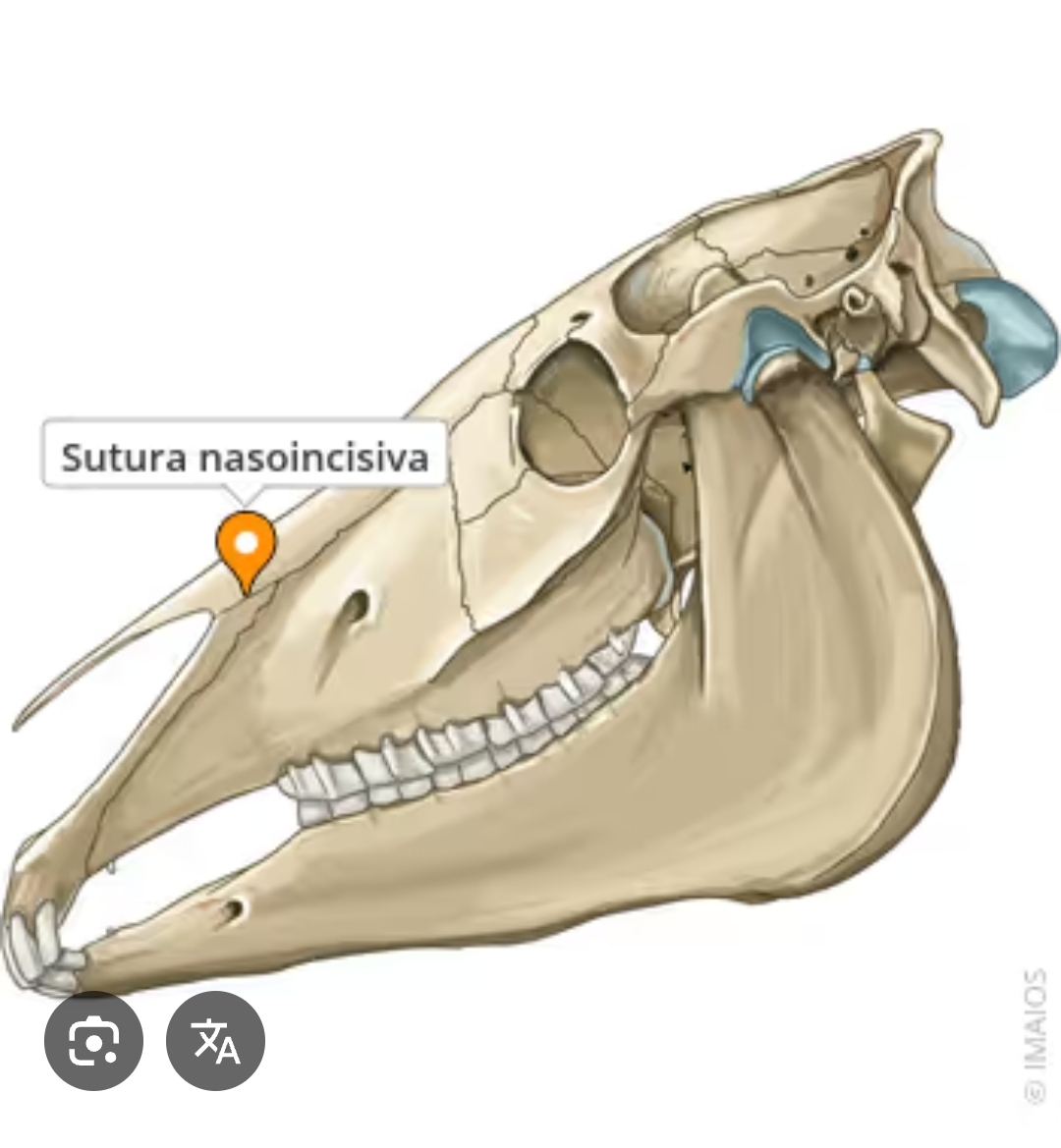 <p>sutura nasoincisiva</p>