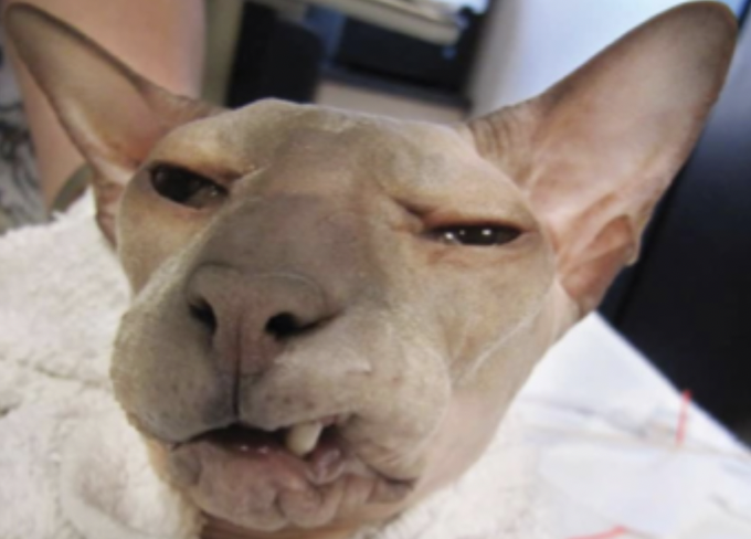 <p>What is a potential complication of maxillary canine tooth extraction most commonly seen in cats when the mandibular canine tooth contacts the upper lip or rests on the outside of the upper lip and results in an ulcer?</p>