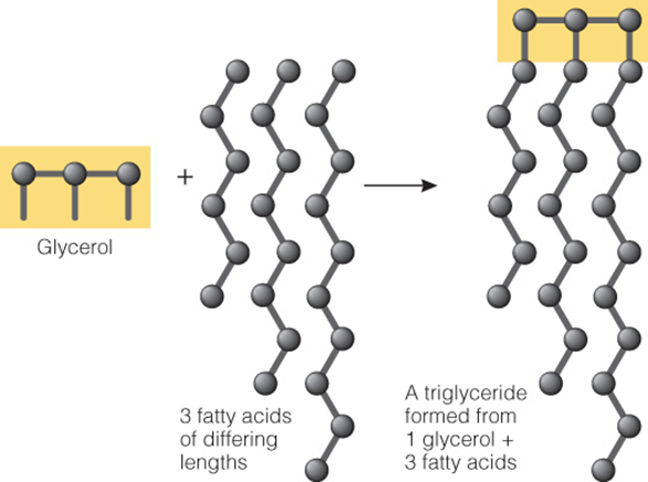 <p><mark data-color="#48b625" style="background-color: rgb(72, 182, 37); color: inherit;">three fatty acids (tri) are attached to a molecule of glycero</mark>l to form a triglyceride molecule; chief form of fat and food, 95% of lipids</p>