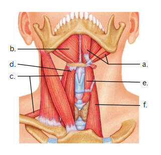 <p>Name Suprahyoid muscles and Infrahyoid muscles</p>