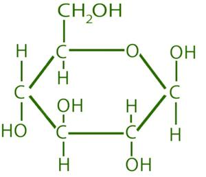 <p>Glucose is commonly represented as a six-carbon structure with multiple -OH groups and an aldehyde group in its open-chain form; in cells it commonly exists as a ring.</p>