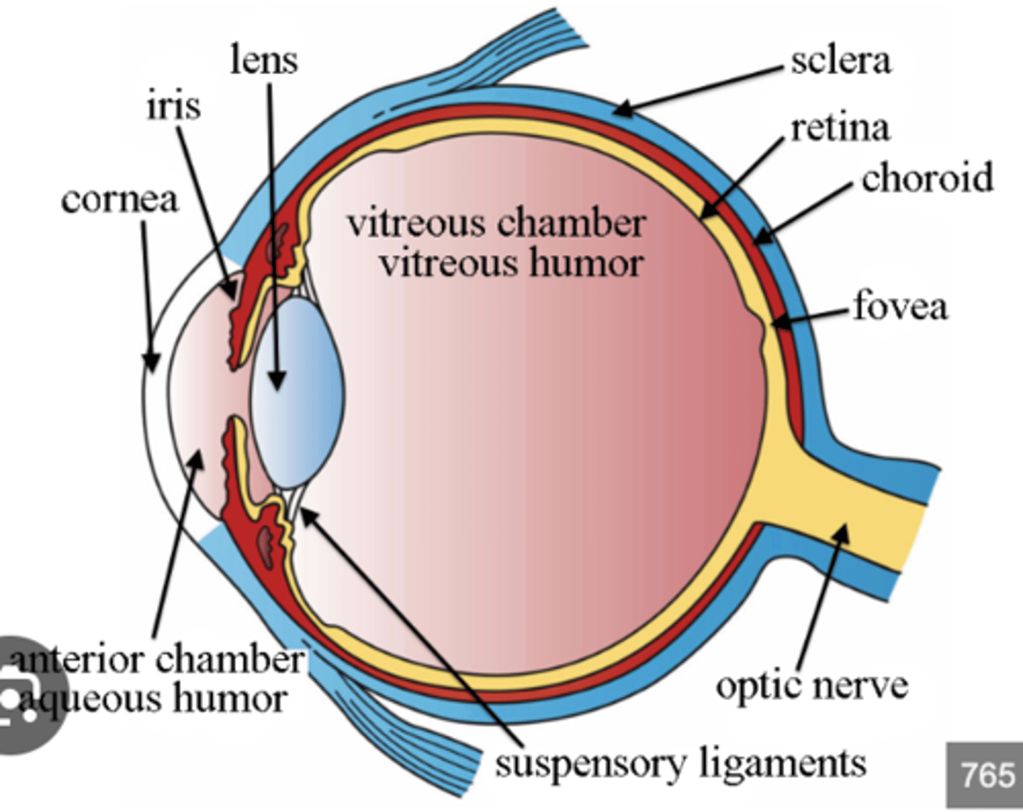 <p>What is the fovea centralis and why is it important?</p>