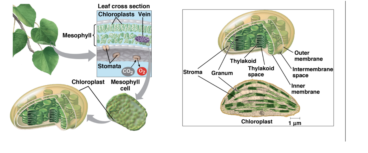 <ul><li><p><span style="background-color: transparent;">internal tissue between the two epidermal cell layers of the leaf&nbsp;</span></p></li></ul><p></p>