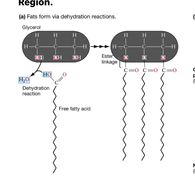 <p>They form through dehydration reactions between a hydroxyl group of glycerol and the carboxyl group of a free fatty acid. <br><br>Look at image </p>