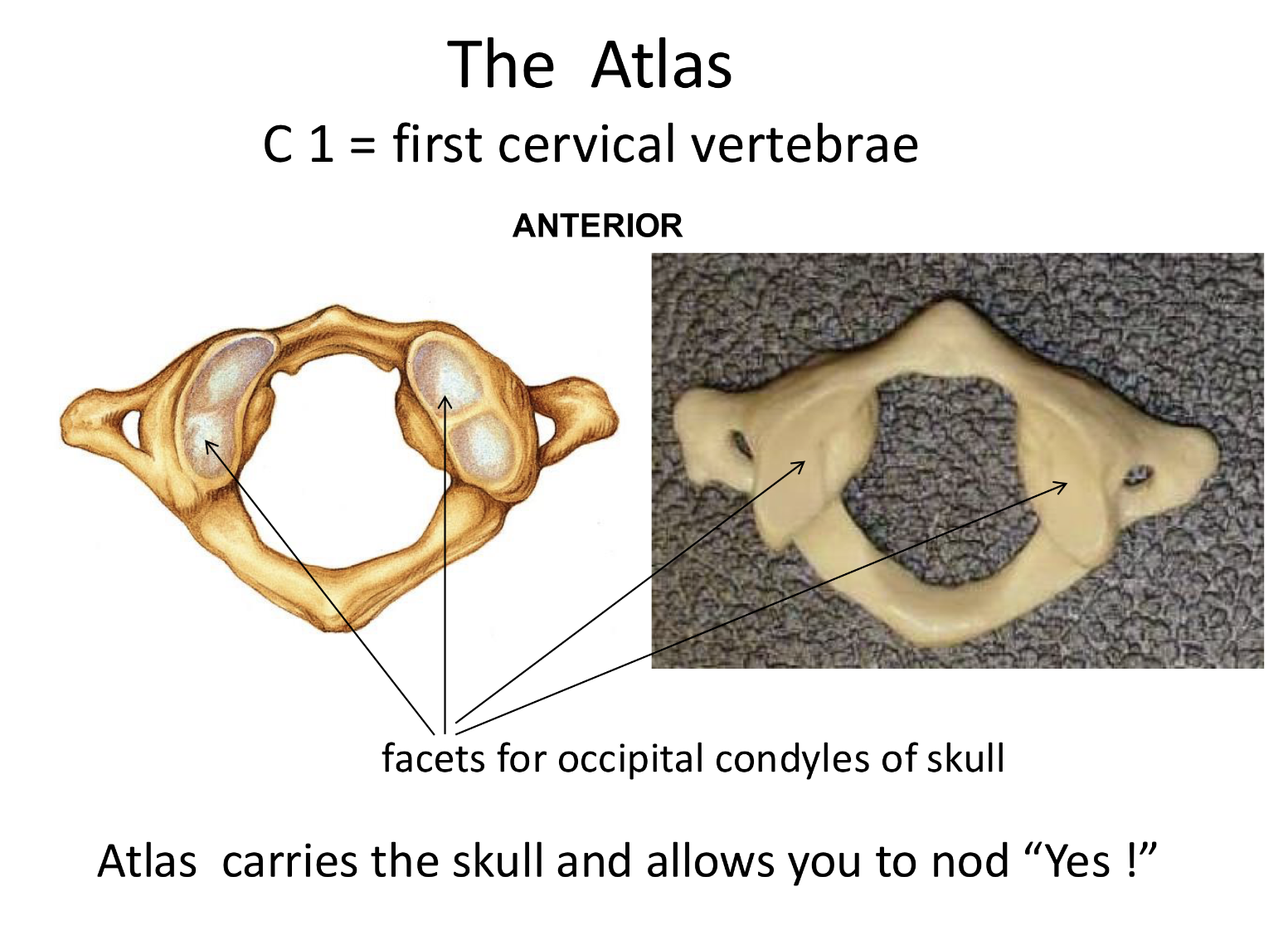 <p>Atlas (C1) <strong>Types of vertebrae</strong></p>