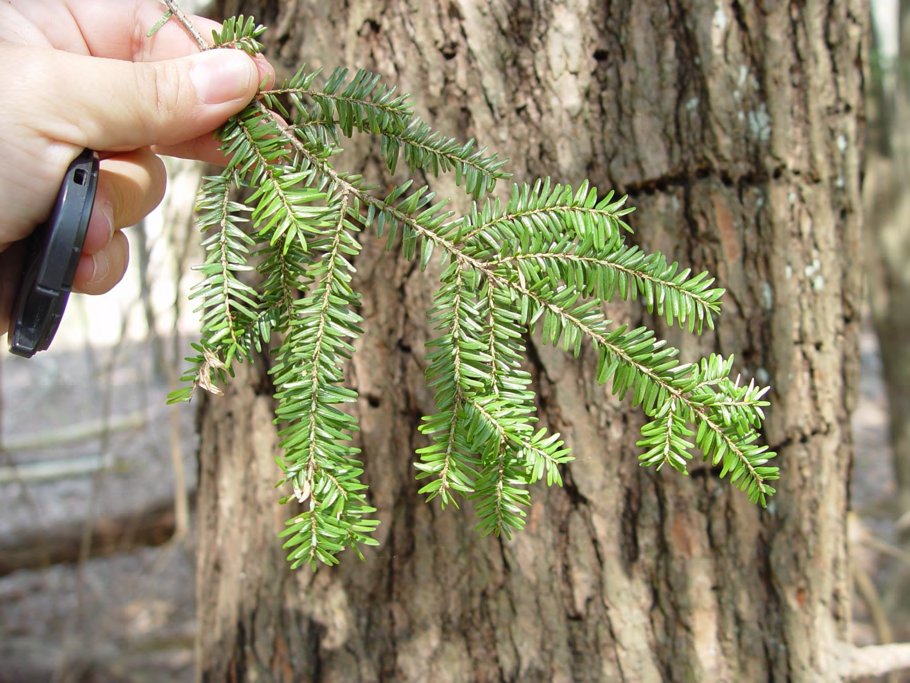 <p>•</p><p>Pinaceae</p><p>•</p><p>Appalachians</p><p>•</p><p>Rocky gorges</p><p>•</p><p>Key Characters:</p><p>•</p><p>Two-ranked leaves</p>