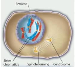 <p>The chromosomes condense, bivalents form, and the nuclear membrane breaks down.</p>