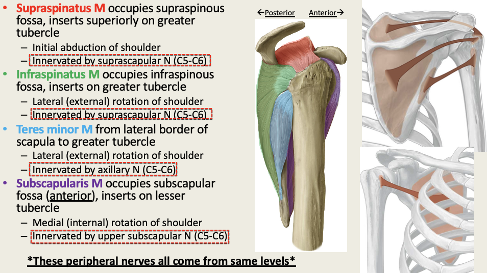 <p>M: LAT External of Shoulder<br>N: Axila (C5-6) <br>PA: Scapula Lateral Border<br>PD: Greater Tubercle<br>G: Rotator Cuff</p>