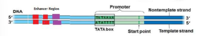 <ul><li><p><u>Region on DNA that allows the attachment of RNA Polymerase</u></p></li></ul><p></p>