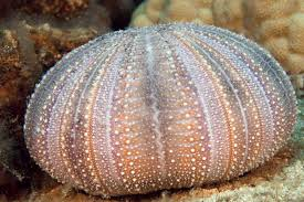 <p>What is the phylum and class?</p>