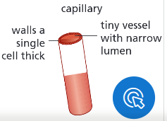 <p>Explain the function of capillaries.</p>