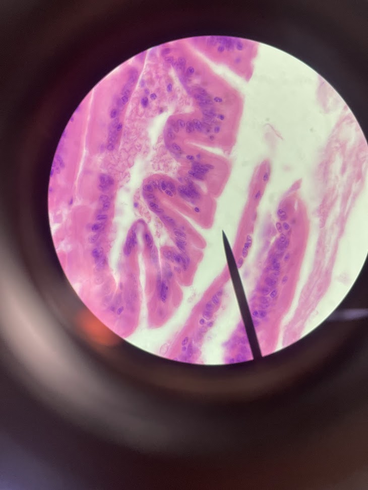 <p>tissue type + specialization</p>