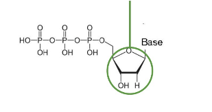 <p>What type of molecule is this?</p>