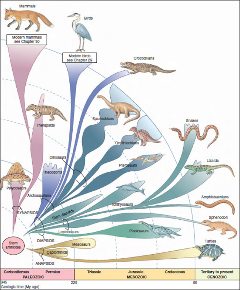 <p><span>Which group does NOT represent a monophyletic clade? </span></p>
