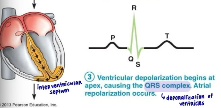 <p>QRS complex represents:</p>