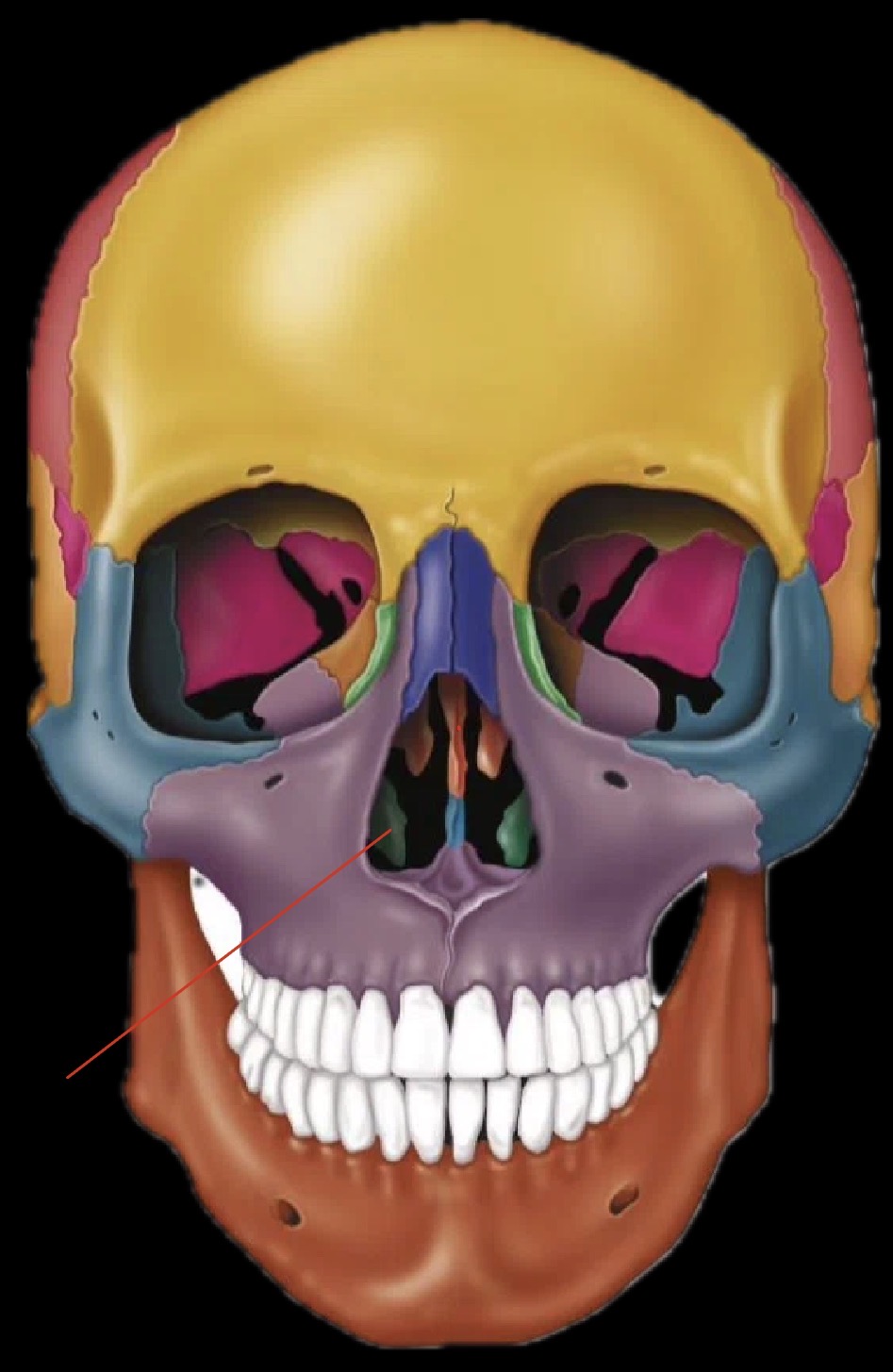 <p>What bone is this?</p>