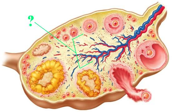 <p><span>Identify the indicated region of the ovary.</span></p>