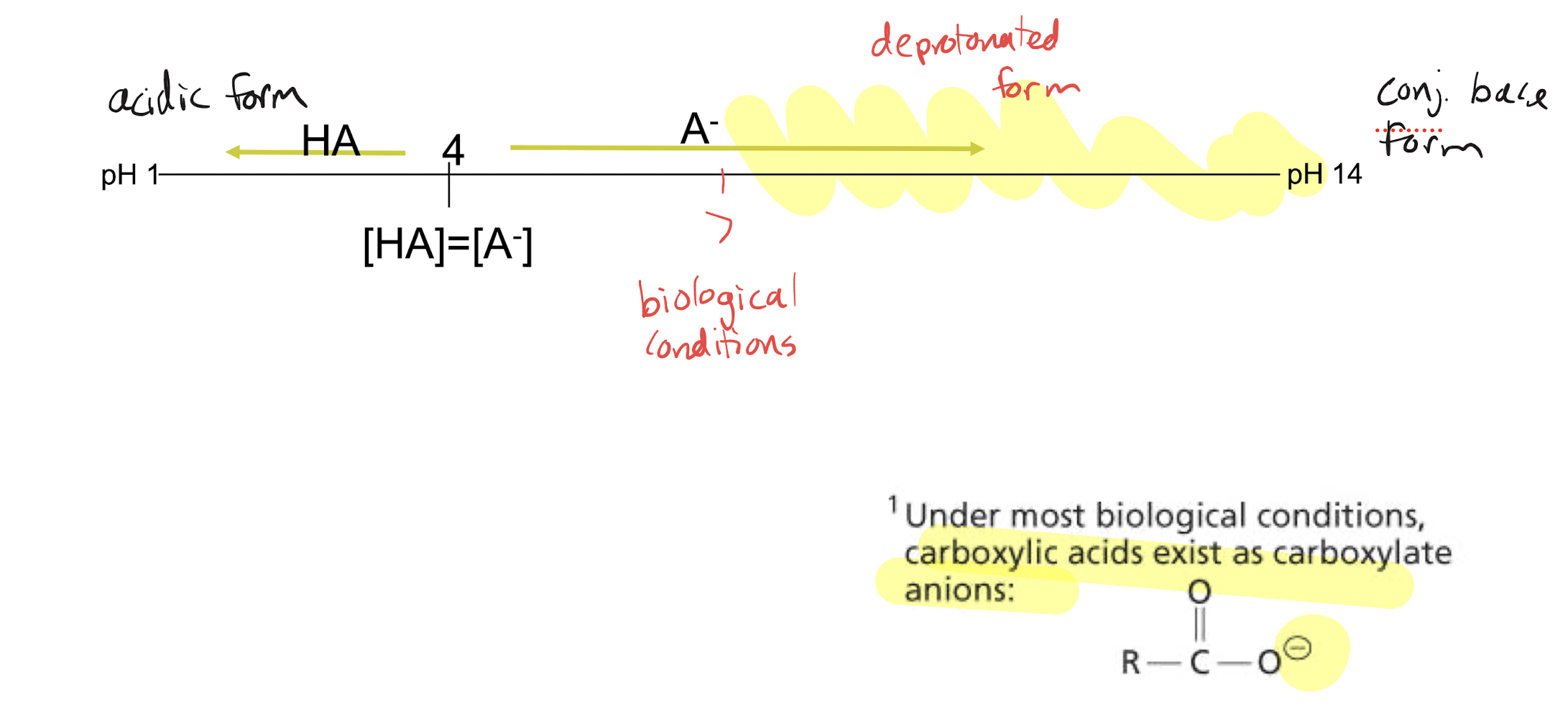 <p>2/4, acidic. Deprotonated form</p>