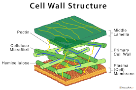 <p>cell wall characteristsics and functions</p>