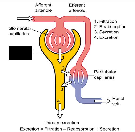 <p><span style="background-color: transparent;">Also called the Bowman’s capsule, a cup-shaped sac at the beginning of the nephron in the kidneys. Consists of two layers: an outer or parietal layer, which consists of simple squamous epithelium, and an inner or visceral layer, containing special cells called <strong>podocytes</strong></span></p>