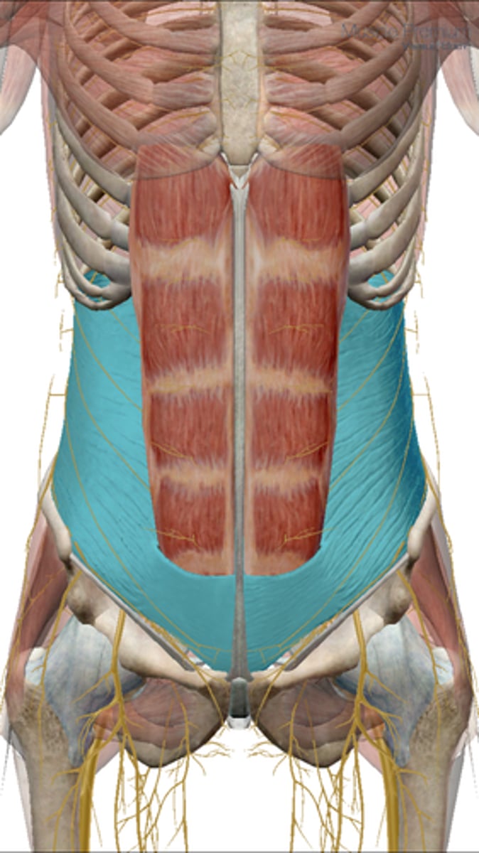 <p>Aponeurosis ending in linea alba; pubic crest and pectineal line</p>