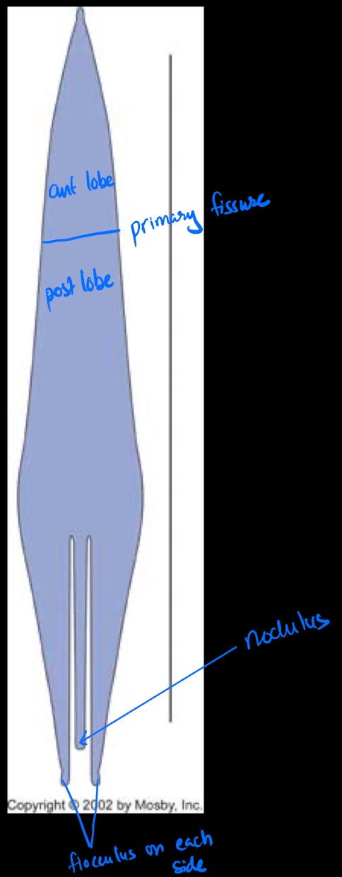 <p>Stretch it to look like an octupus</p><p>Anterior lobe top 1/3</p><p>Divided by primary fissure</p><p>Middle 1/3 is posterior lobe</p><p>Bottom tentacles has the nodulus in the middle with 2 flocculi on each side </p>