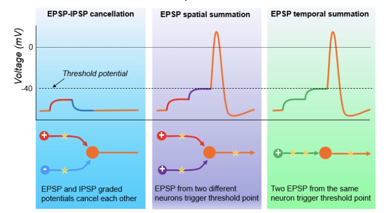 <p><span style="line-height: 17.4375px;">Excitatory postsynaptic potential temporal summation </span><span style="line-height: 20.925px;">is when the pre-synaptic neuron initially releases excitatory signal (which slightly depolarises the post-synaptic membrane) and then quickly releases another excitatory signal (binding to the post-synaptic neuron when it is in the <strong>Relative Refractory Period</strong>, causing the depolarisation to increase and reach the <strong>Threshold Level).</strong> This results in the development of an EPSP and action potential which is then propagated down the neuron to carry on the signal. </span></p>