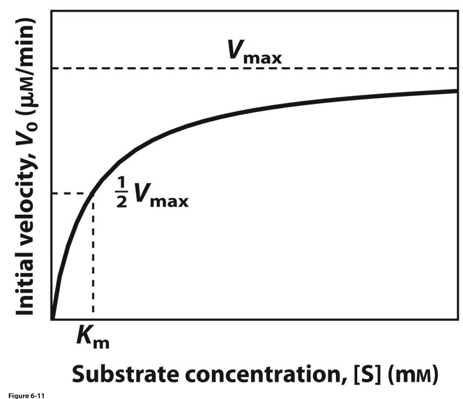 <ul><li><p>Beware of units</p></li><li><p>Velocity eventually reaches a max, where all enzyme active sites as used up… cannot theoretically go faster</p></li><li><p>Vmax is an asymptote, the line will never touch it</p></li><li><p>Vmax is always proportional to enzyme conc, is we use half enzyme conc, Vmax will also be halved</p></li></ul><p></p>